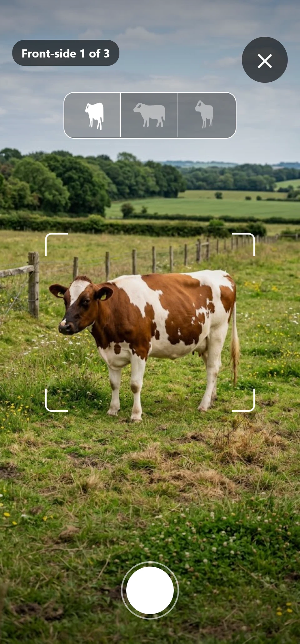 The Luzardo app's guided capture screen, framing a cow in a pasture with a 'Front-side 1 of 3' prompt